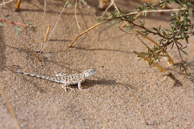 Toad-Headed Agama